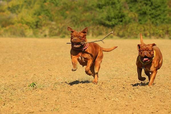 Bordeaux Dogge Action