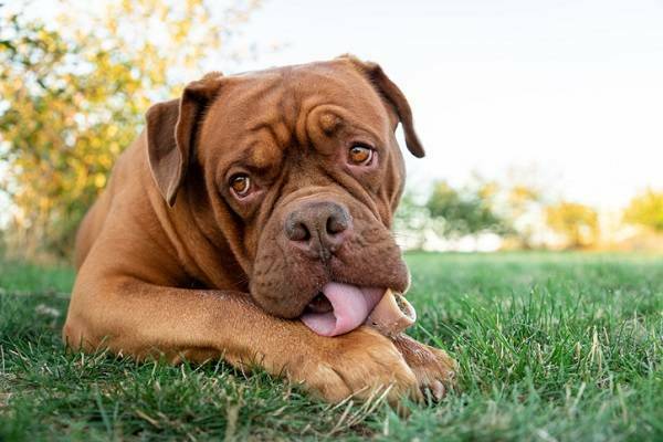 Bordeaux Dogge Natur