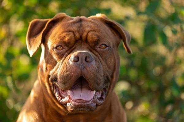 Bordeaux Dogge Portrait