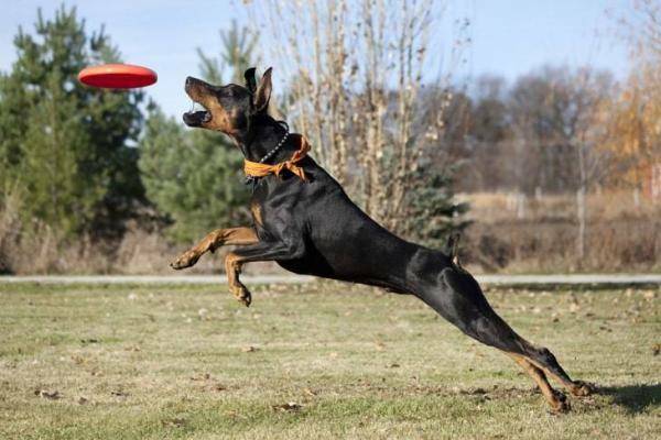 Dobermann Action