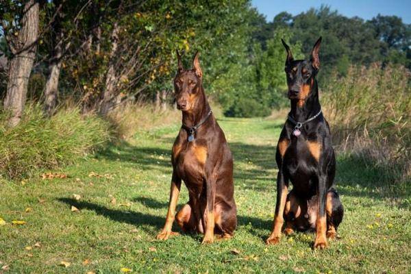 Dobermann Gruppe