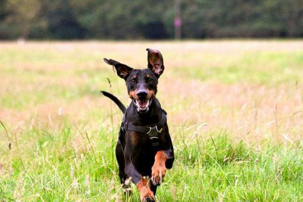 Dobermann Natur