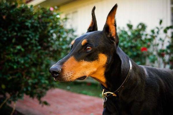 Dobermann Portrait