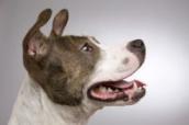 Für bestimmte Rassen wird¿s bei Hundesteuer und Hundehaftpflichtversicherung teurer.