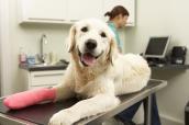 Hunde mit verletzter Pfote wird beim Tierarzt versorgt.
