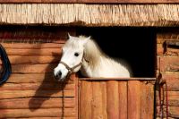 Folgt das Pferd seinem Fluchtinstinkt, kann es erhebliche Schäden anrichten. Die Pferdehalterhaftpflicht schützt.