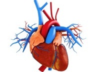 Illustration menschliches Herz