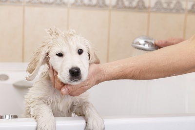 Hund wird in einer Badewanne gewaschen.