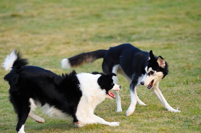Zwei Hunde belauern sich aggressiv.