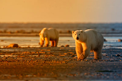 Eisbären im Sonnenuntergang
