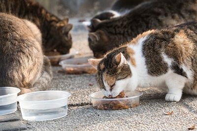 Katzen werden draußen gefüttert.