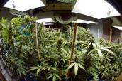 Marijuana-Pflanzen im Anbau