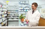 Arzt mit Hanfpflanze in Apotheke
