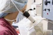 Embryologin arbeitet am Mikroskop