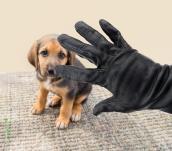 Hund und Handschuh von Einbrecher