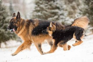 Altdeutscher Schäferhund Gruppe Altdeutscher Schäferhund Gruppe