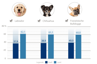 Beliebteste Hunderassen Stadt-Land-Vergleich 1