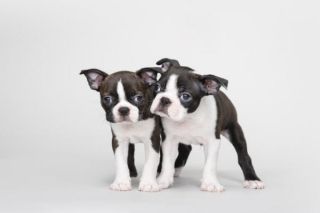 Boston Terrier Welpe Boston Terrier Welpe