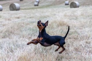 Deutscher Pinscher Action