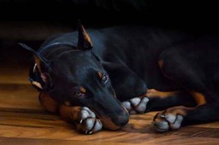 Dobermann Welpe Dobermann Welpe