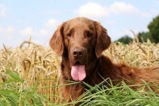 Flat Coated Retriever Natur Flat Coated Retriever Natur