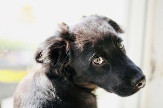 Flat Coated Retriever Welpe Flat Coated Retriever Welpe
