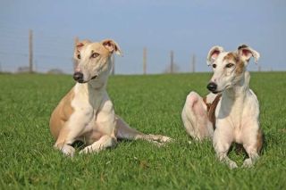 Galgo Espanol Gruppe Galgo Espanol Gruppe