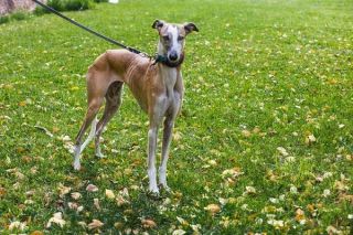 Galgo Espanol Natur Galgo Espanol Natur