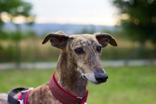 Galgo Espanol Portrait Galgo Espanol Portrait