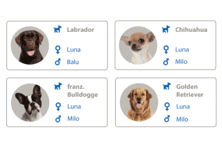 Die beliebtesten Hundenamen nach Rassen