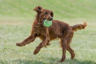 Irish Red Setter Action Irish Red Setter Action
