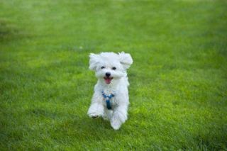 Platz 7 Platz 7: Malteser