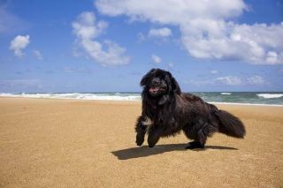 Neufundländer Action