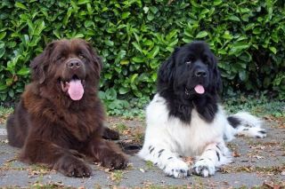 Neufundländer Gruppe