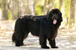 Neufundländer Portrait