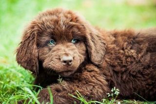 Neufundländer Welpe