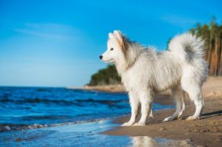 Samojede Natur Samojede Natur