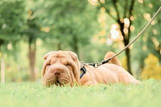 Shar Pei Portrait