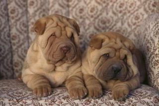 Shar Pei Gruppe