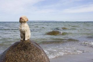 Spanischer Wasserhund Natur Spanischer Wasserhund Natur