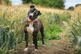 Staffordshire Bullterrier Natur Staffordshire Bullterrier Natur