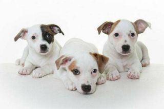 Staffordshire Bullterrier Welpe Staffordshire Bullterrier Welpe
