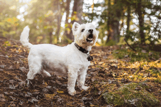 West Highland White Terrier Natur West Highland White Terrier Natur