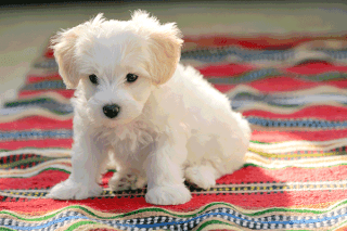 West Highland White Terrier Welpe West Highland White Terrier Welpe