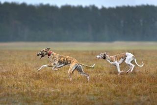 Whippet Action
