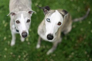 Whippet Gruppe