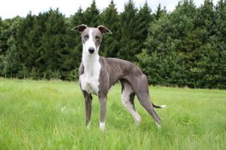 Whippet Portrait