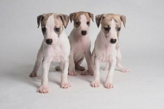 Whippet Welpe