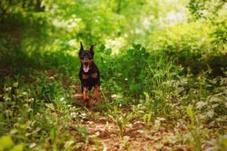 Zwergpinscher Action Zwergpinscher Action