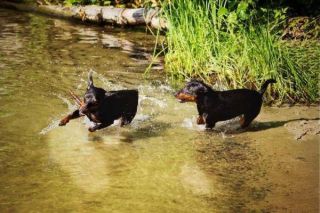 Zwergpinscher Gruppe Zwergpinscher Gruppe